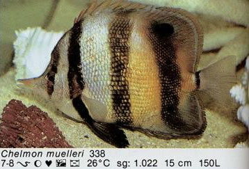 Chelmon muelleri
